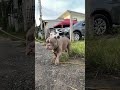 สำรวจซอย #อเมริกันบูลลี่ #americanbully #สัตร์เลี้ยง