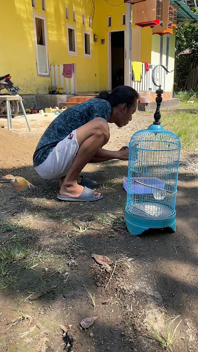 Birds Flying Free Failed Content #birds #chirpingmania #qinarabanyuwangi