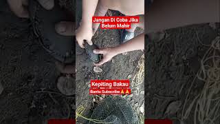 kepiting Bakau #fishing #animals #kepiting #mancing #crab #shorts #short #shortvideo