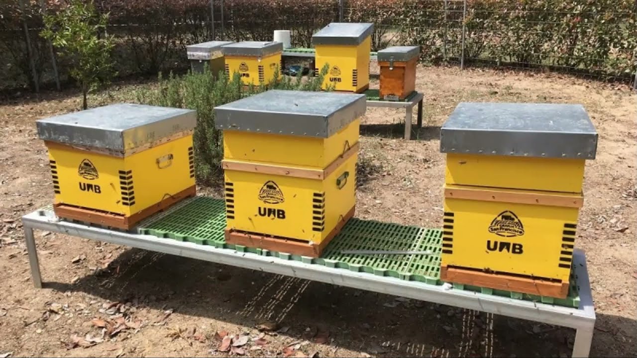 Proyecto Final. Cómo la tecnología ayuda a la conservación de las abejas