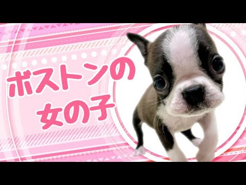 ボストンテリアの子犬　（和歌山）