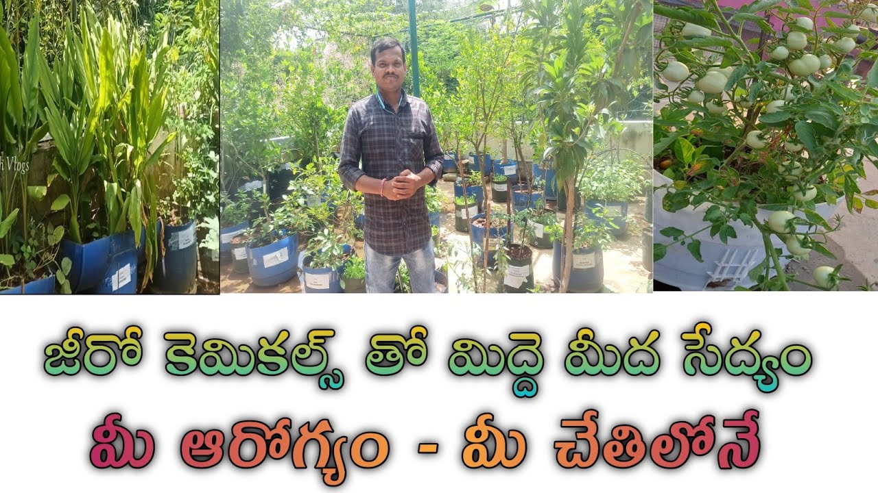 Terrace Gardening & Organic farming Telangana Horticulture Department