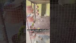 guys mere in pyare colourful birds ka chota sa Paradise dekho #birds #birdlovers #pets #parrot #yt