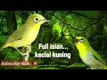 Masteran Ampuh Buat Burung Kecial Kuning Makin Gacorrrr Mp3 - Mp4 Download