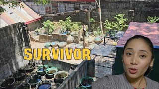 Dami Pang Survivor sa Guppy Farm Area