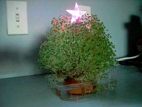 Chia Christmas Tree - YouTube