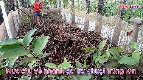 Nước lên nhanh dở chà chuột trúng lớn/ How to catch the mouse and strange old farmer/ yes one