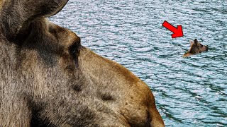 Elch Sah Zu, Wie Sein Baby Ertrank. Doch Dann Geschah Ein Wunder