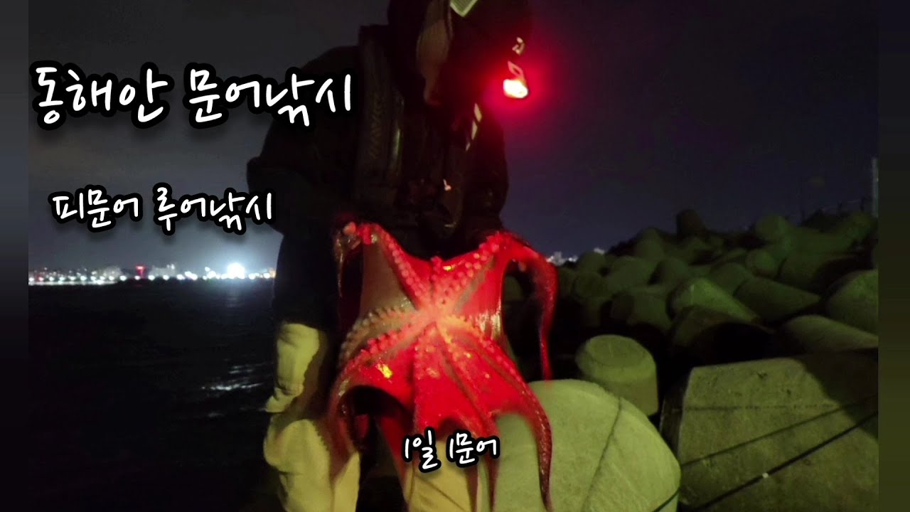동해안 피문어 시즌! 워킹문어낚시 옥토깅 들어보셨나요?!