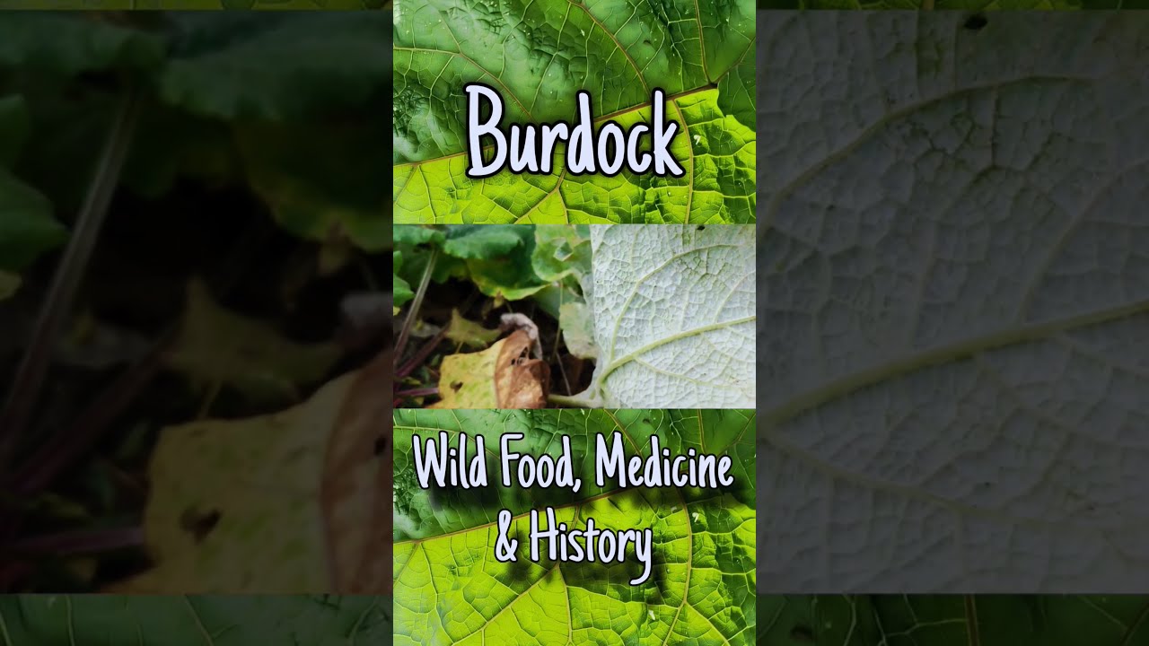 How To Identify Burdock Identification