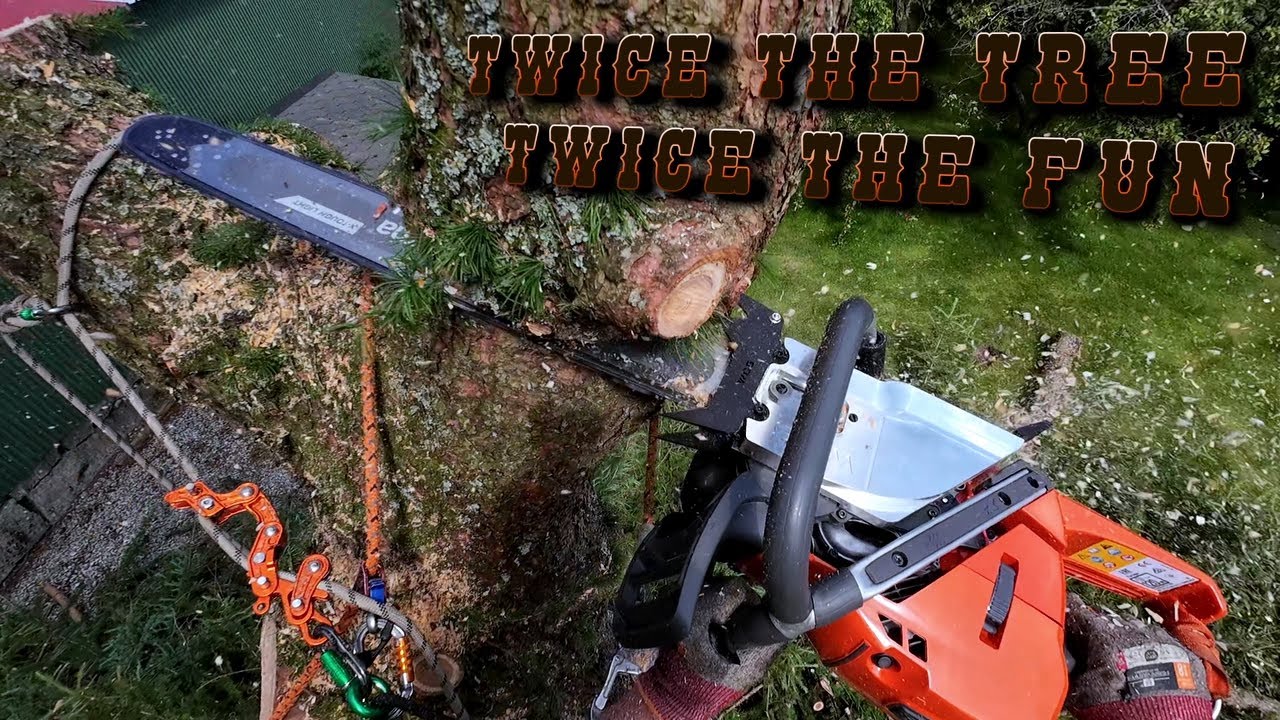 Big Codominant Larch Next to House