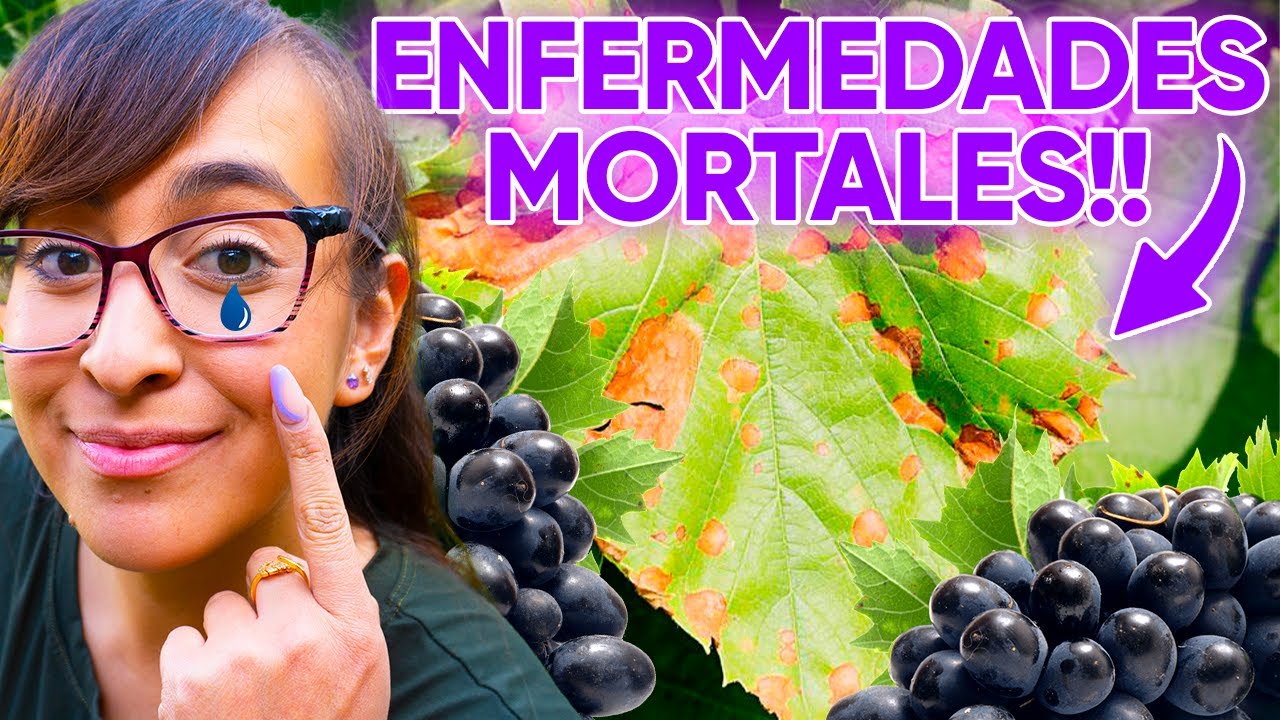 ⚠️ Las 3 ENFERMEDADES más Comunes de la Planta de UVA  🍇 [Y Como QUITÁRSELO]