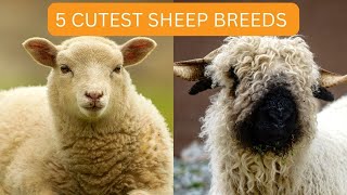 5 Cutest Sheep Breeds, Interesting Facts About Cute Sheep screenshot 2