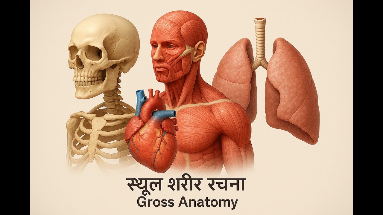 Human Anatomy & Physiology 