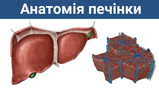 Анатомія печінки