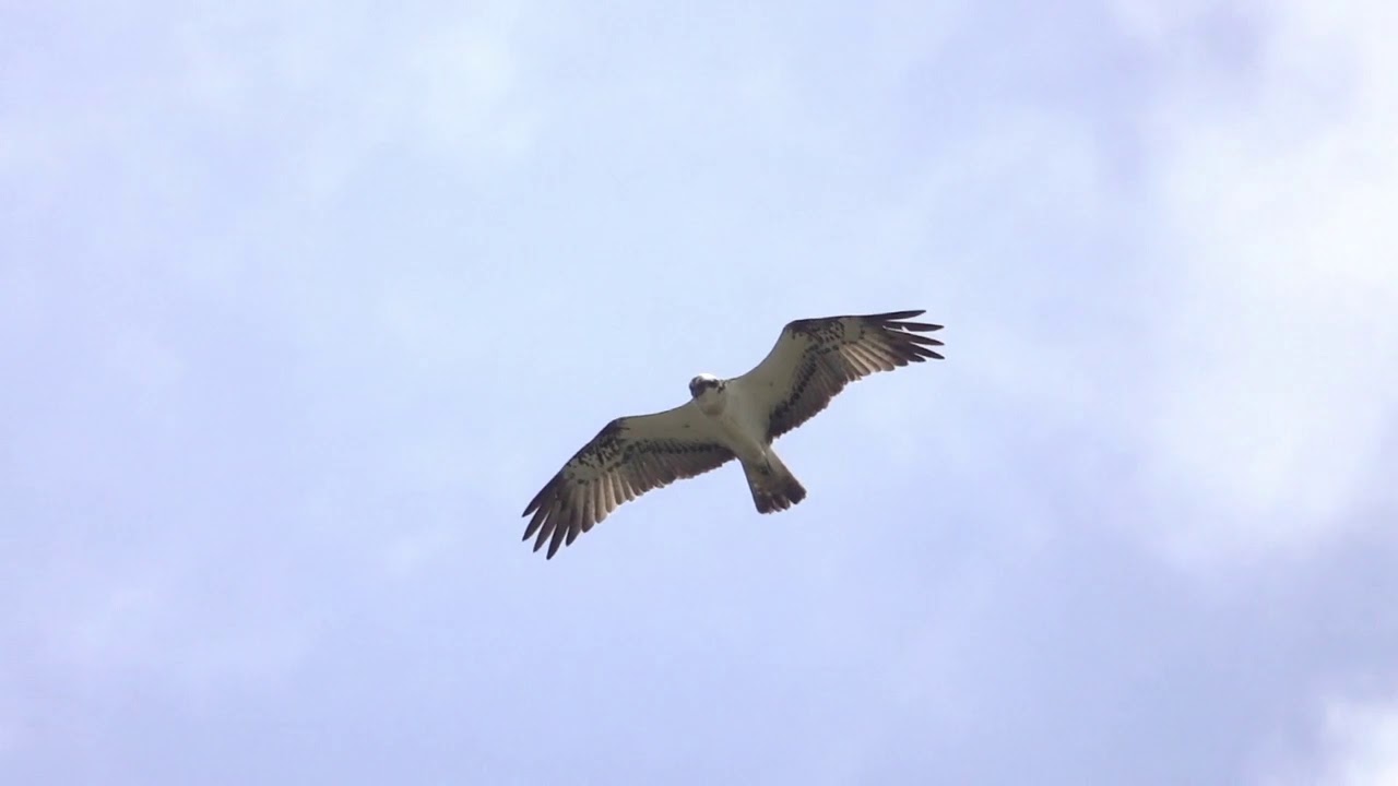 Osprey (Pandion haliaetus) Rspb Marshside Southport