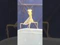 Praying Mantis in dance mood#insectlove #mantid# mantis#carnivorous insect