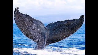 Humpback Whale Morse Code