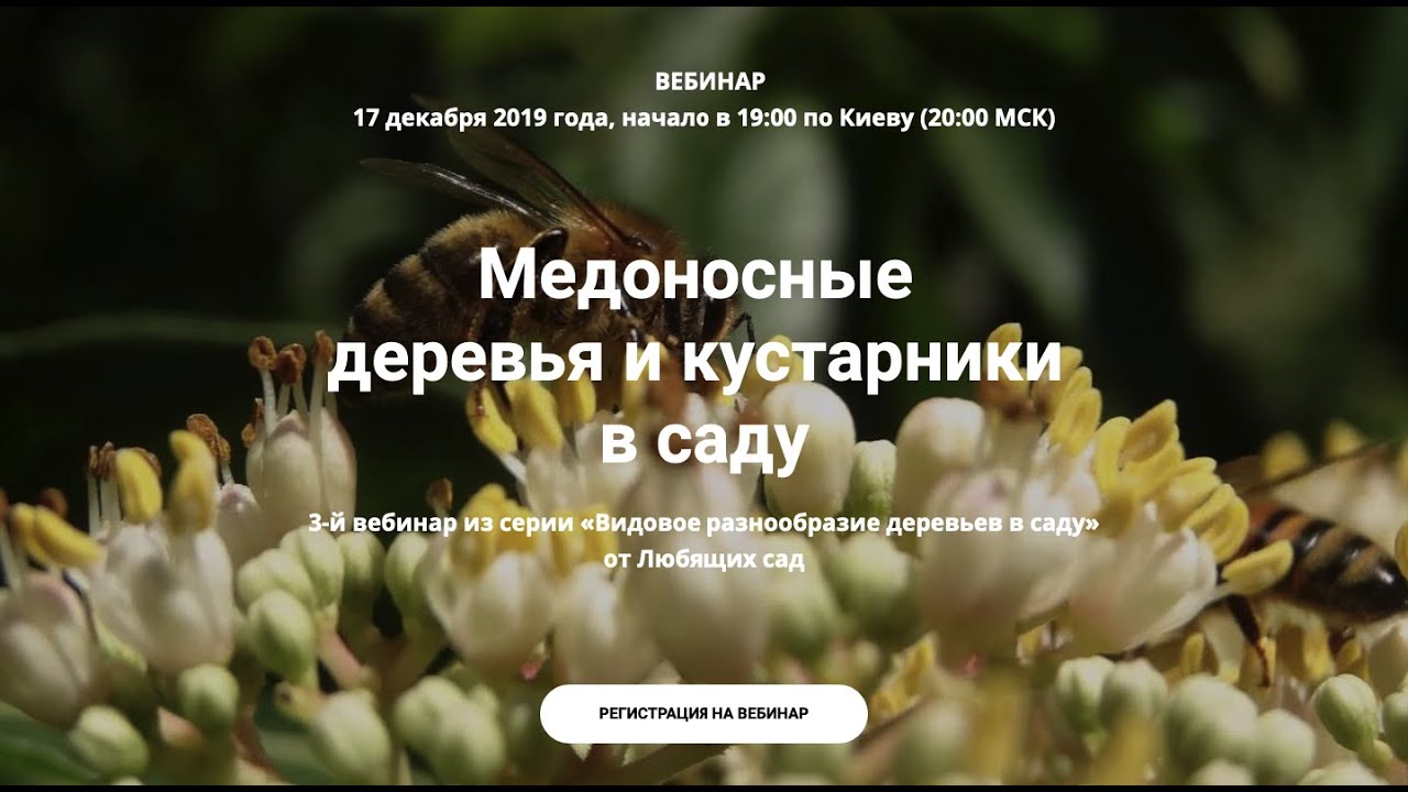 Забота о растениях, приносящих мед