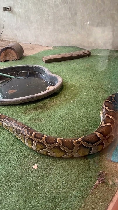 BURMESE PYTHON (Bold color pattern mainly in browns and yellows.) - YouTube