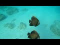 Aruba 2019 4k GoPro - Boco Catalina snorkeling