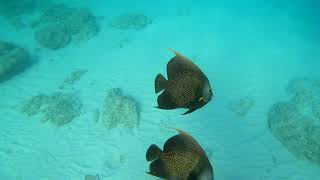 Aruba 2019 4k GoPro - Boco Catalina snorkeling