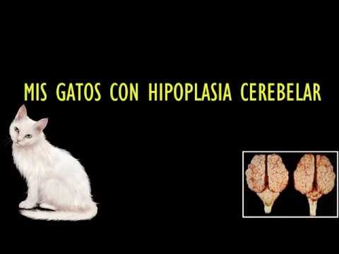 Video: Primer gatito en la fuerza levanta la pata derecha para jurar
