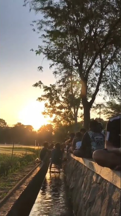 NGOPI DI SAMPING SAWAH SORE HARI | HALU STORY #shorts  #storyhalu #storyig #storywa