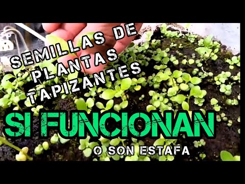 Vídeo: China: Propiedades útiles Y Uso De China, Semillas De China, Flor De Rango. Pradera De Rango, Latifoliado, Tuberosa