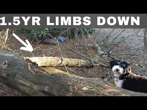 18 Months After Tree Drill/Kill