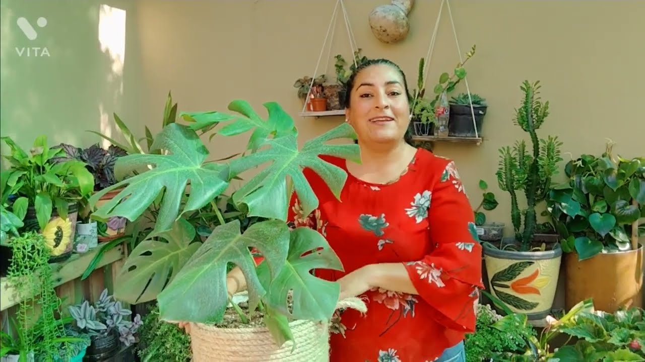 Trasplante de Monstera Deliciosa 🪴 (costilla de Adán)