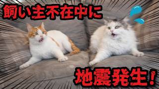 旅行でお留守番中の猫たちが地震にあっていました