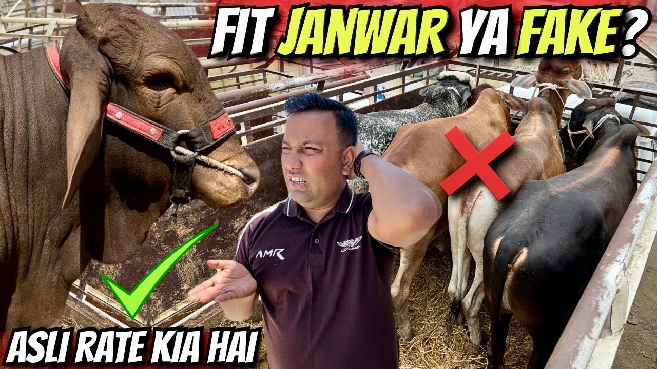Malir Mandi 2025 | Healthy Janwar Ki Pehchan Aur Rate List | Karachi Mandi Update 