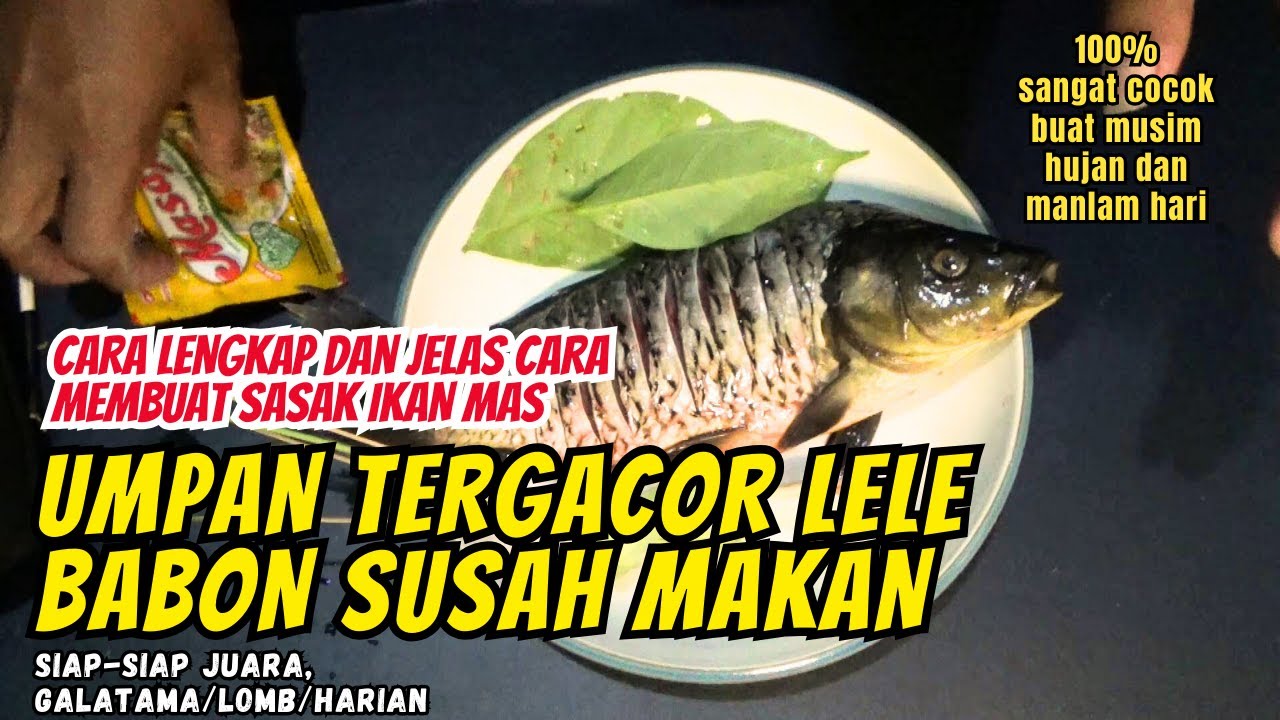 Umpan mancing Lele Babon susah makan harian, lomba, galatama. Cara lengkap bikin Sasak Ikan Mas