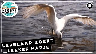 Lepelaar Op Zoek Naar Versnaperingen Zelf Geschoten Vroege Vogels