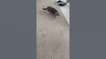 Kira chasing a yoyo string ! Hunters instinct in action ! 😺