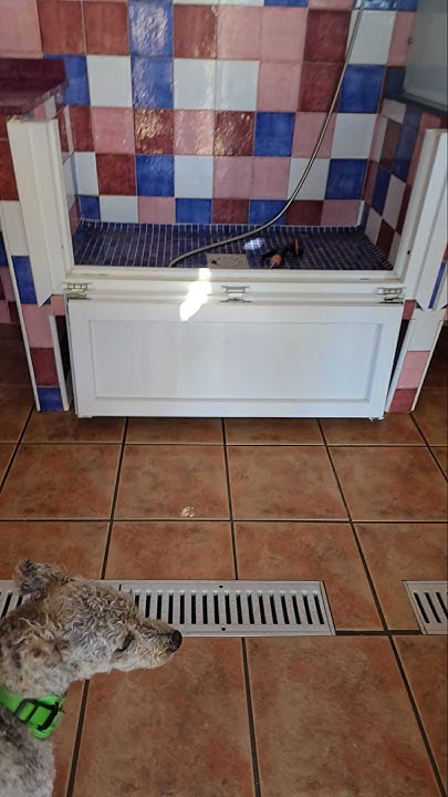Sammy geht in die Hundedusche #dog #hund #shower #happydog #animals ...