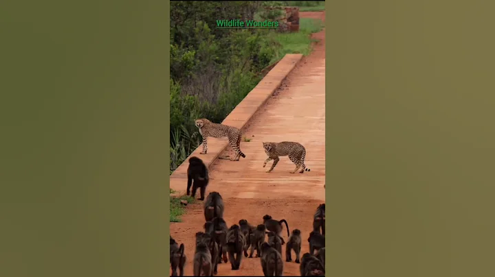 Baboon Troop Attacks Cheetah | Unexpected Jungle Showdown