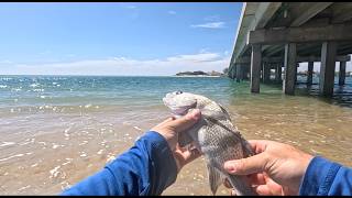 Fishing Under A Bridge in St. Augustine vs. Ceder Key (Catch and Cook)