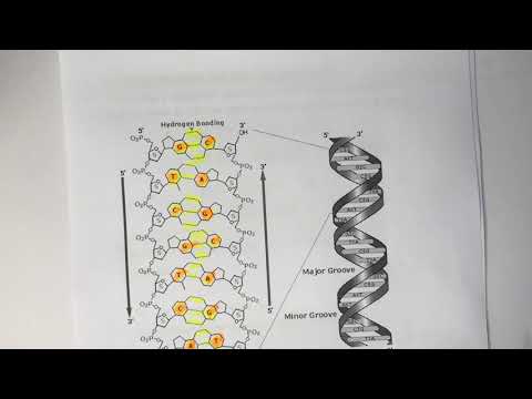 Video: Cila është struktura dhe funksioni i acideve nukleike?