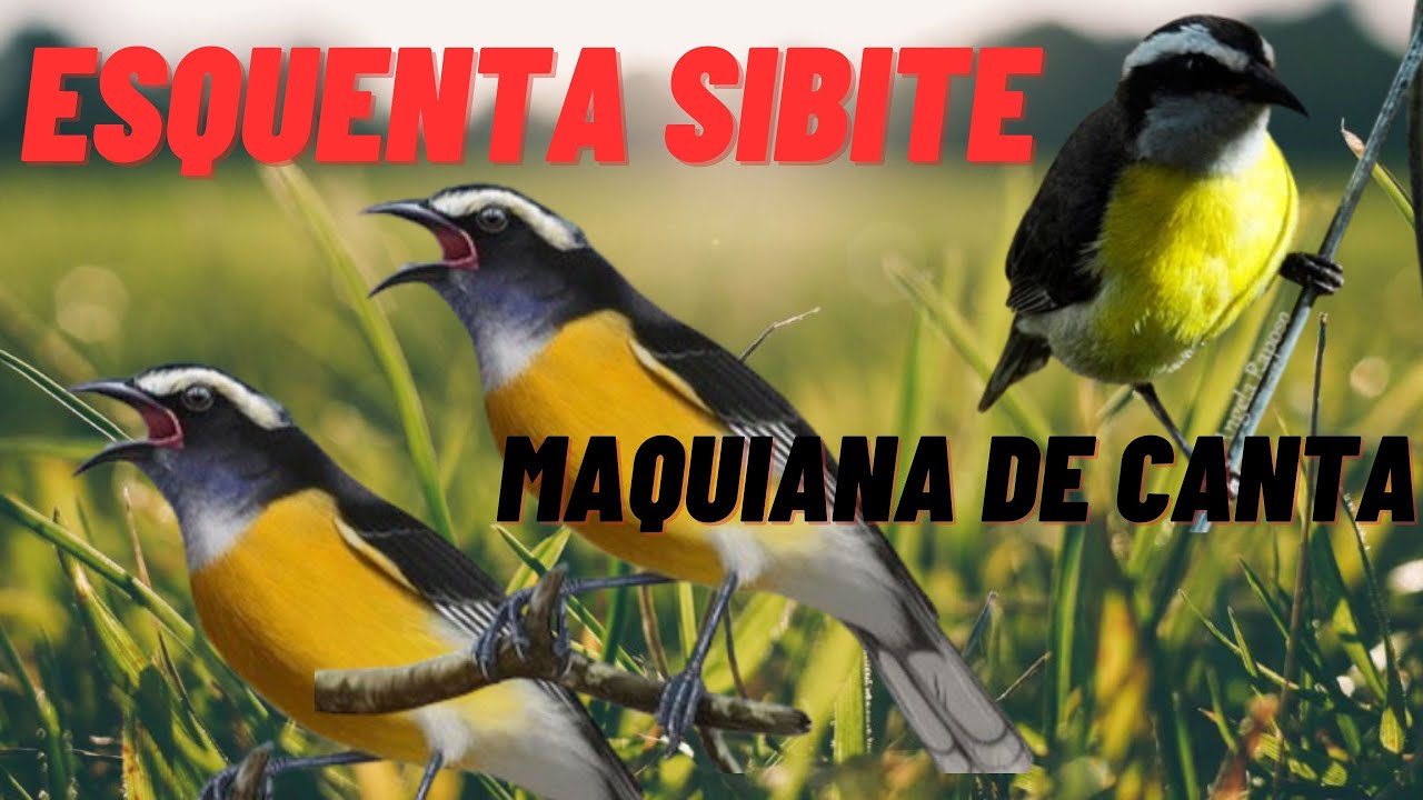 esquentar sibite sibite vai ficar louco em minutos pra esquenta seu sibite 🔥 foguear seu sibite