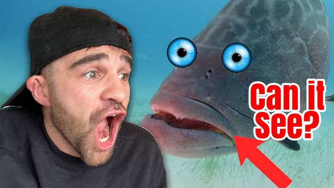 Can Fish See Water? Unveiling Aquatic Mysteries