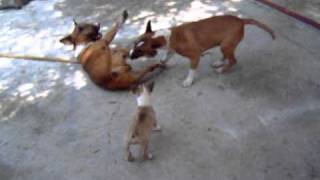 Morgan, Wanda, And Fiona English Bull Terriers