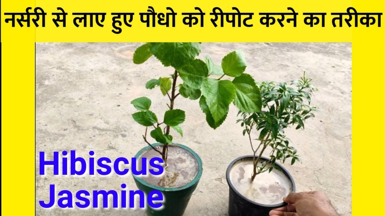 How to repot a Nursery plant Part 7 Master growing tricks of Hibiscus & Jasmine Flower