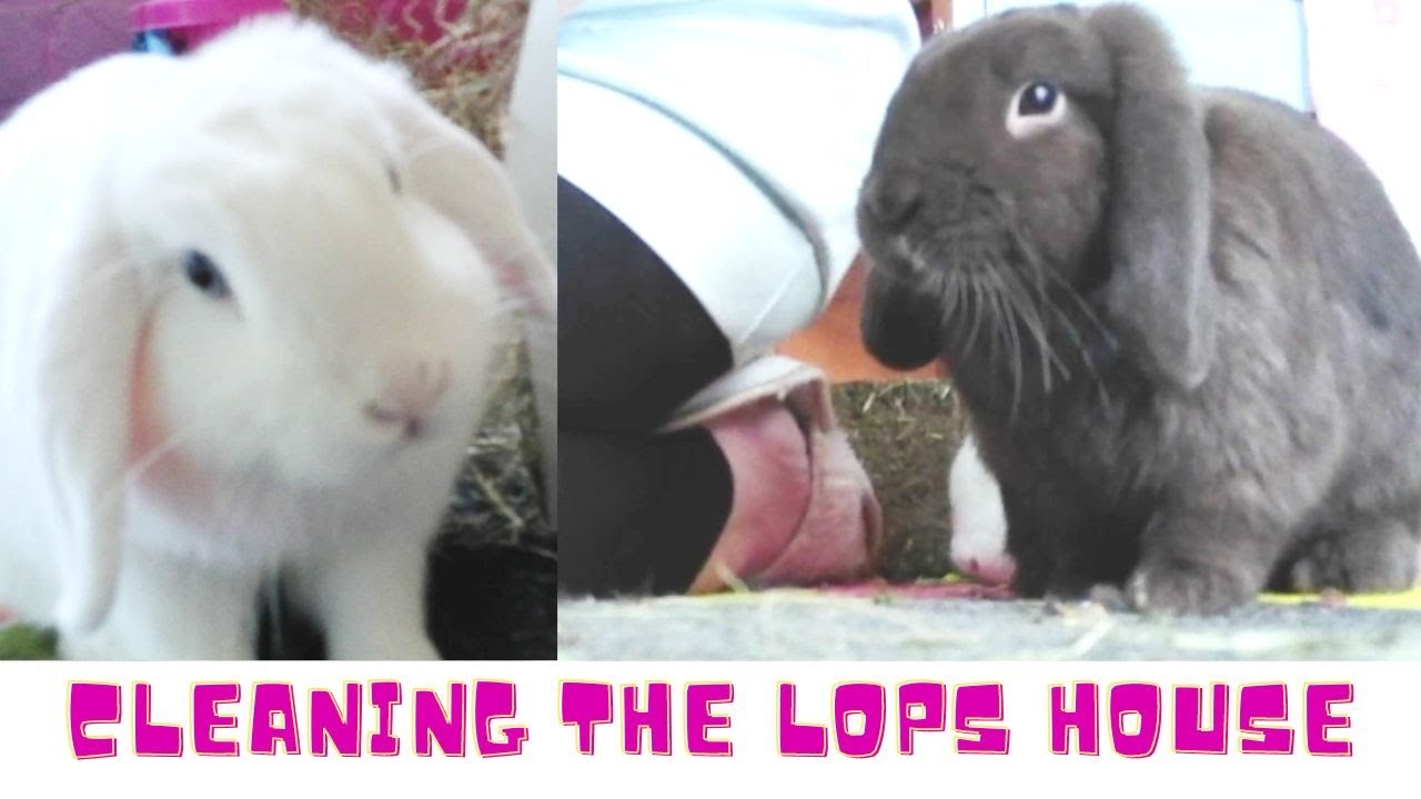 our bunnies habbitat / cleaning out our bunnies room Mille and Moose