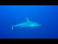 Grey Reef Sharks / Gray Reef Sharks