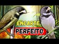 🟢MELHOR TUI TUI PARA ENCARTE DE PAPA CAPIM 🟢🟢 ÁUDIO COM FÊMEA - TURBINE SEU PAPA CAPIM 🟢