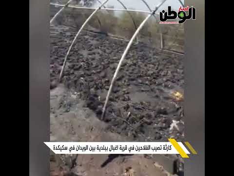 كارثة تصيب الفلاحين في قرية اغبال ببلدية بين الويدان في سكيكدة