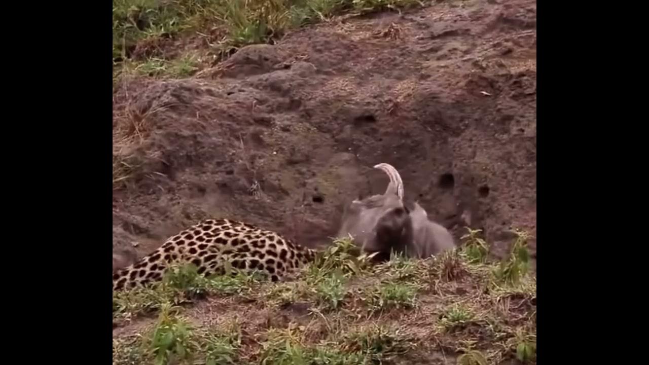 Strong warthog deadly fight with a male leopard - YouTube