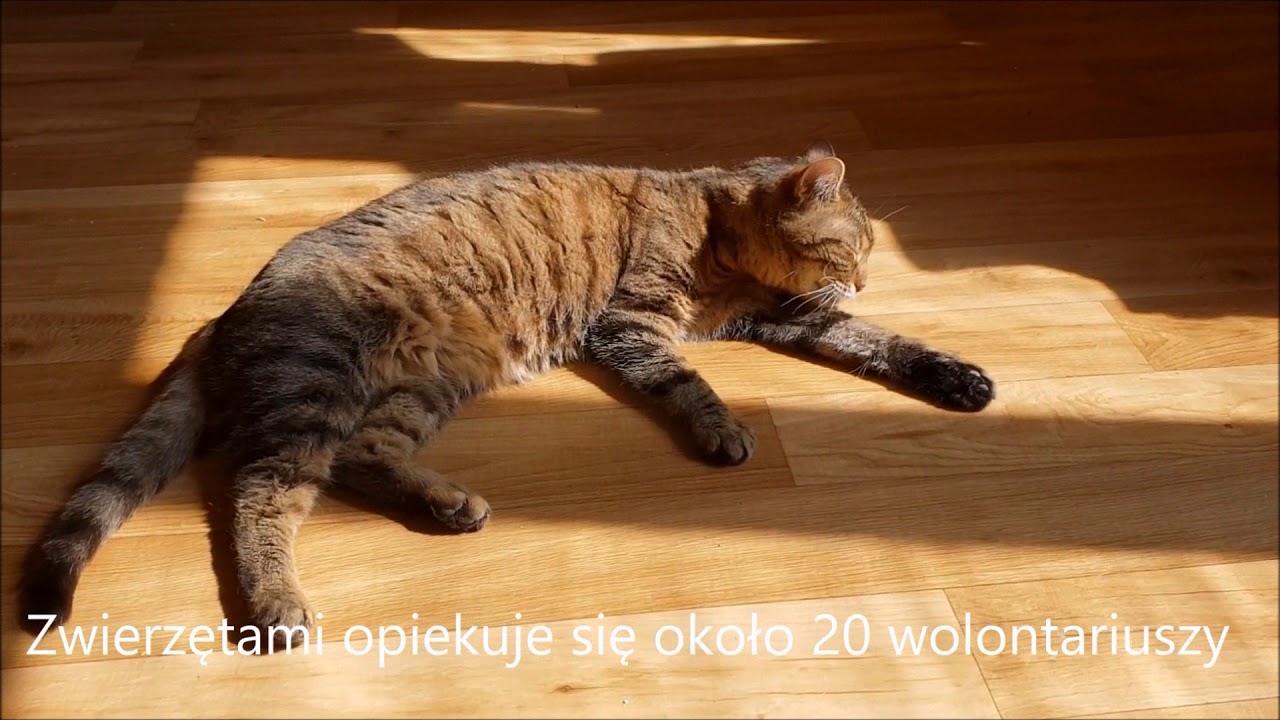 Kociarnia Krosno OTOZ Animals